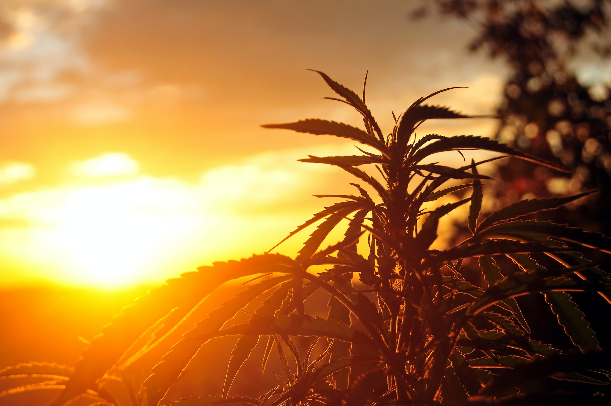 Cannabis plant at sunrise