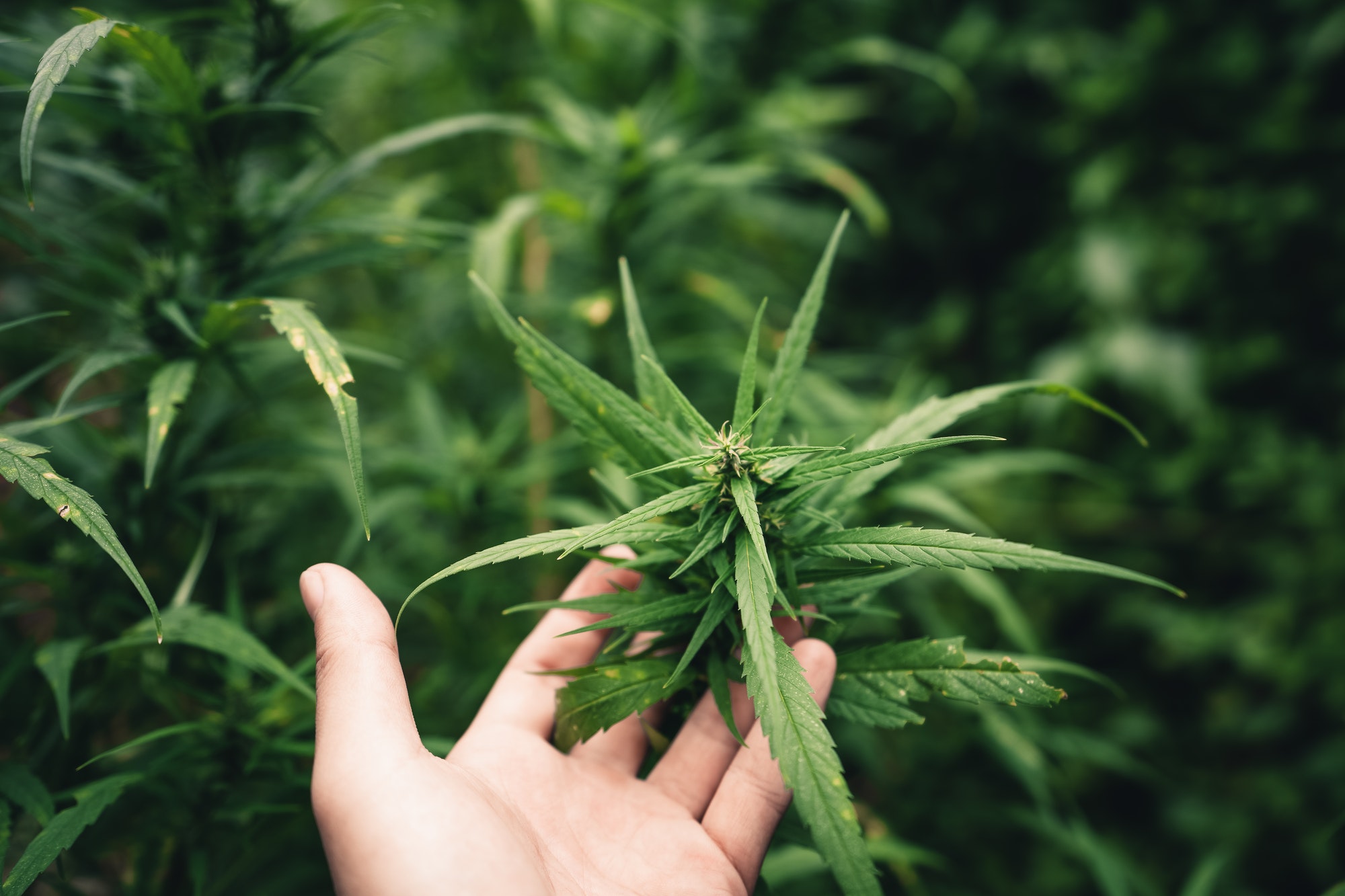 Cannabis sativa grown outdoors,Close-up of marijuana plant growing outdoors